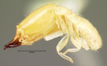 Media type: image;   Entomology 6491 Aspect: habitus lateral view